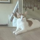 lionessc6