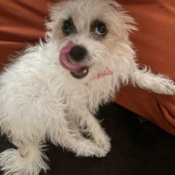 Mel