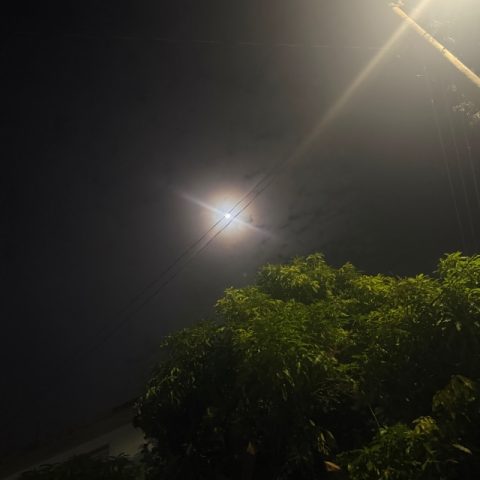 leedon12