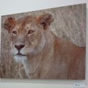 kingleo12