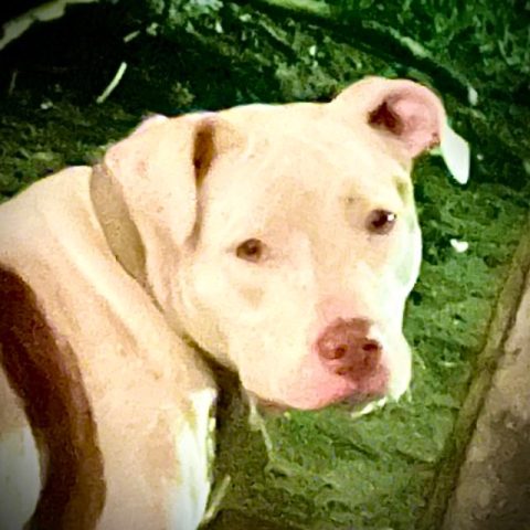 rhonstedtlavender