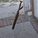 carolinafreewaay