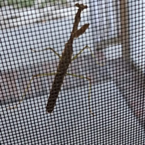 carolinafreewaay