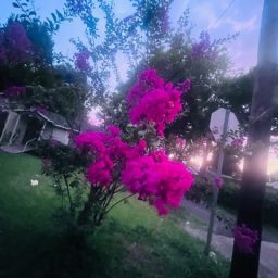 layah0098