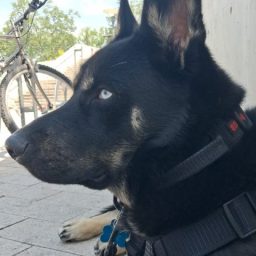 asianoodle7474